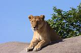 TANZANIA - Serengeti National Park - Leonessa su Kopjies - 10